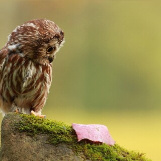 birds1_0341