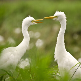 birds1_0350