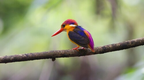 birds1_0358.jpg