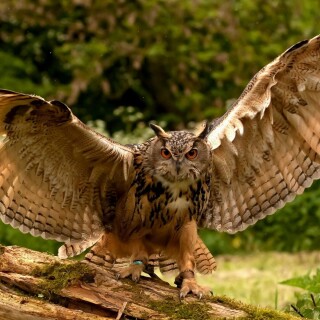 birds1_0370
