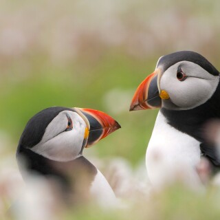 birds1_0372