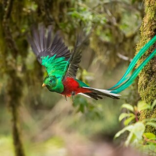 birds1_0375