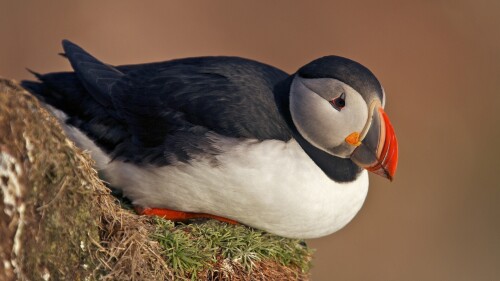 birds1_0377.jpg