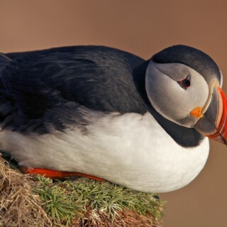 birds1_0377
