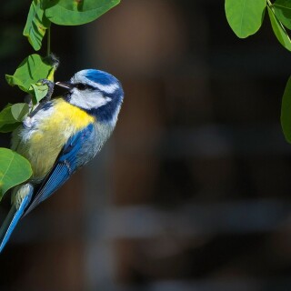 birds1_0378