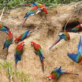 birds1_0387