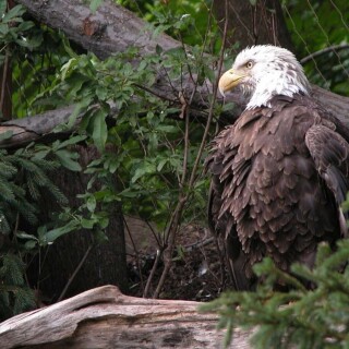 birds1_0388