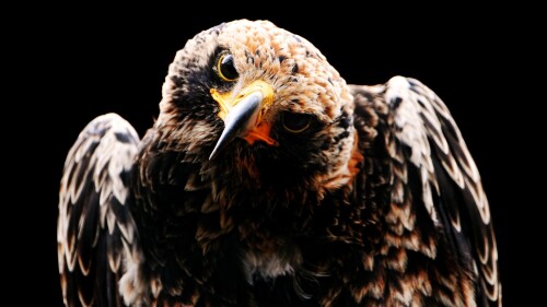 birds1_0403.jpg
