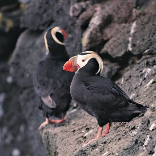 birds1_0411