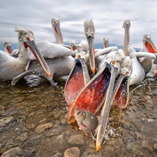 birds1_0412