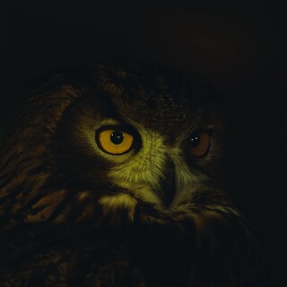 birds1_0446