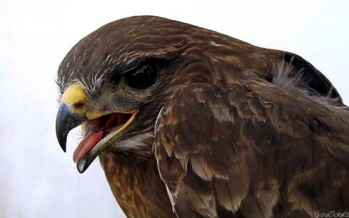 birds1_0449.jpg