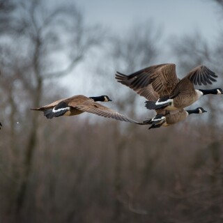birds1_0452