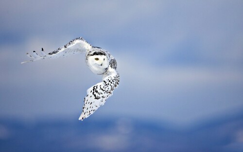 birds1_0453.jpg