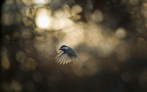birds1_0461.jpg