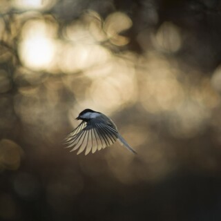 birds1_0461