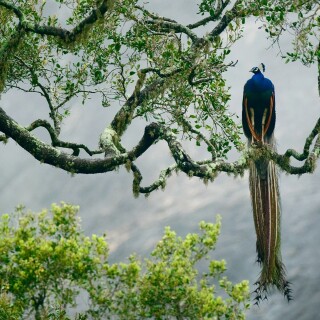 birds1_0465