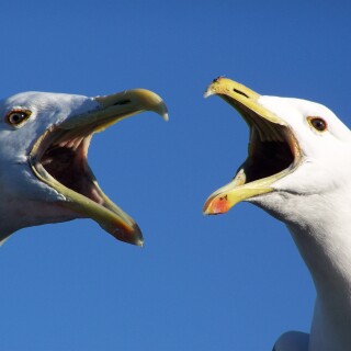 birds1_0473