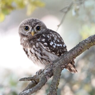 birds1_0493