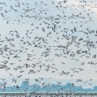 birds1_0497