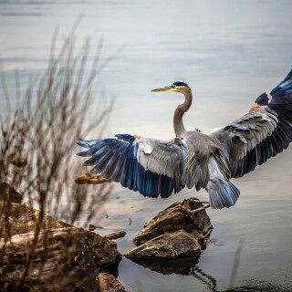 birds1_0509