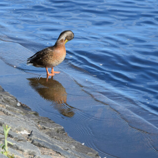 birds1_0512