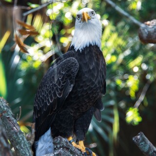 birds1_0514