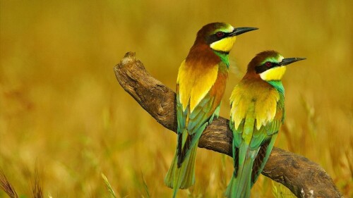 birds1_0516.jpg