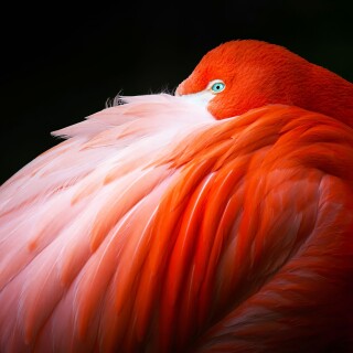 birds1_0518