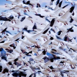 birds1_0523