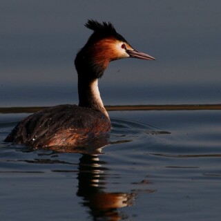 birds1_0524