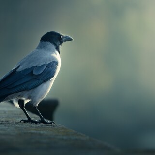 birds1_0530