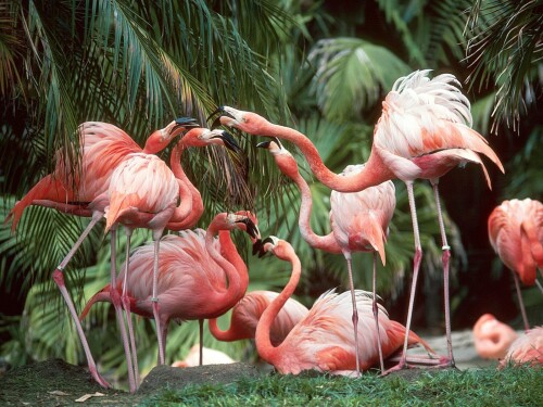 birds1_0539.jpg