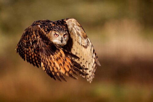 birds1_0548.jpg