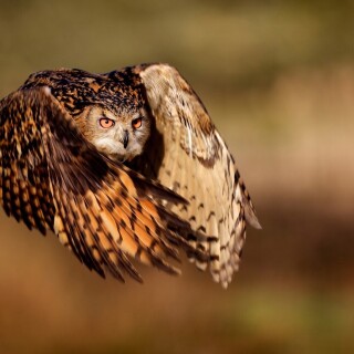 birds1_0548
