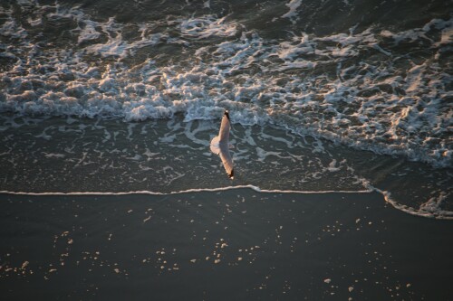 birds1_0553.jpg