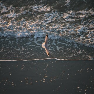 birds1_0553