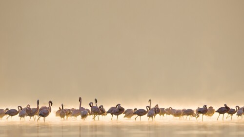 birds1_0559.jpg