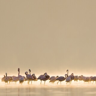 birds1_0559