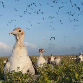 birds1_0560