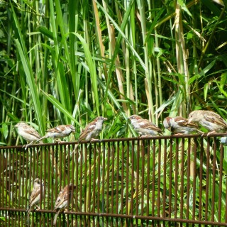 birds1_0563