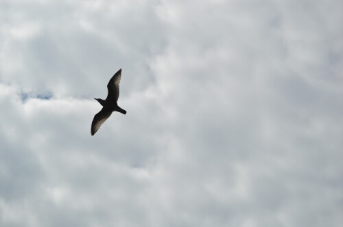 birds1_0574.jpg