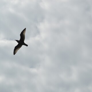 birds1_0574