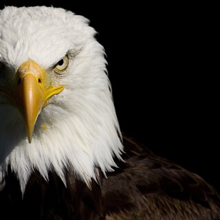 birds1_0584