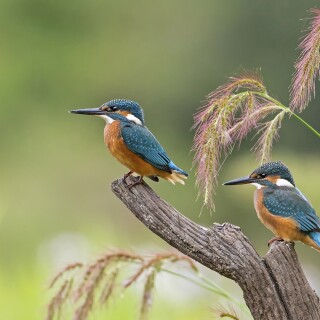 birds1_0585