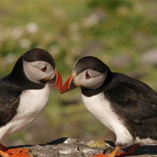 birds1_0586