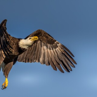 birds1_0595