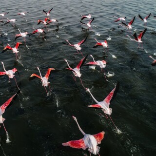 birds1_0600