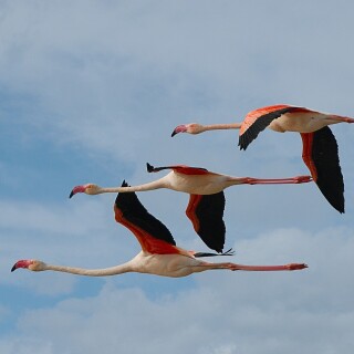birds1_0604
