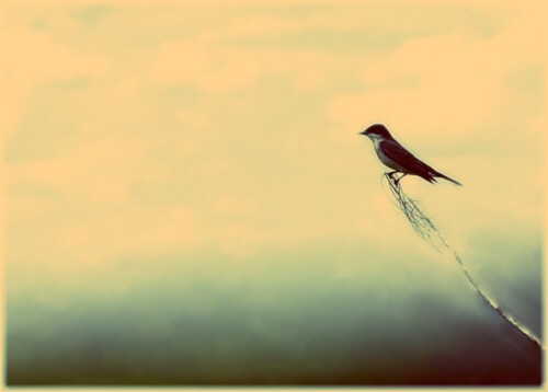 birds1_0619.jpg